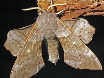 Poplar hawkmoth - Margaret Holland