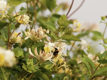 Honeysuckle {Lonicera periclymenum} - Ross Hoddinott