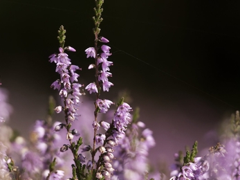 Heather, ling (Calluna vulgaris) - Ross Hoddinott/2020VISION