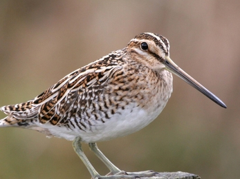 Snipe by Margaret Holland