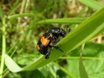 Common sexton beetle -  Richard Burkmar