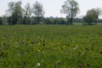 Lowland meadow and pasture