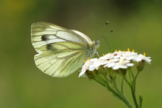 Green-veined White