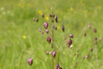 Quaking-grass