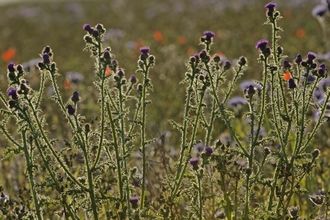 Spear Thistle