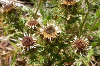 Carline Thistle