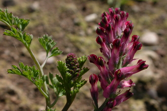 Common Fumitory