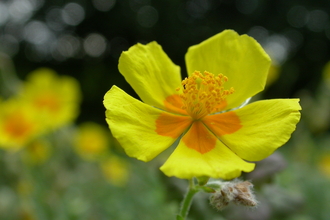 Common Rock-rose