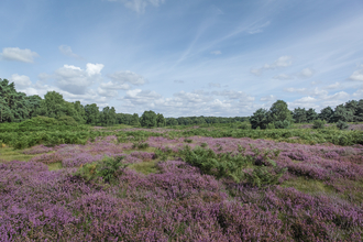 Blaxhall Common Suffolk Wildlife Trust