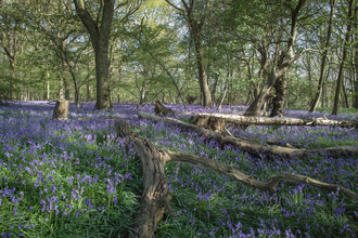 Captains Wood bluebells Suffolk Wildlife Trust