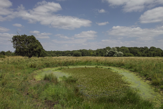 Market weston fen Suffolk Wildlife Trust