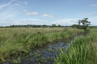 Carlton Marshes nature reserve Suffolk Wildlife Trust