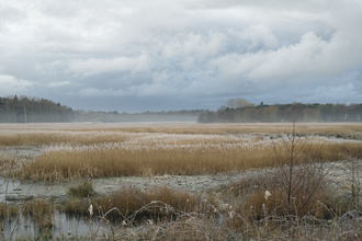 Hen Reedbeds nature reserve Suffolk Wildlife Trust