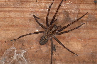 Giant House Spider