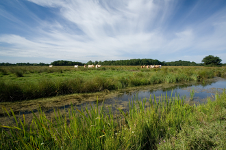 Castle Marshes Suffolk Wildlife Trust