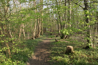 Combs Wood Suffolk Wildlife Trust