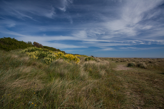 Gunton Warren Suffolk Wildlife Trust