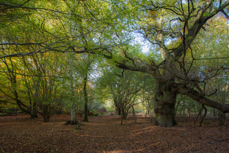 Old Broom Suffolk Wildlife Trust