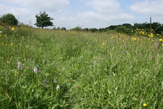 Gunton meadow nature reserve Suffolk Wildlife Trust