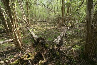 Bonny Wood Suffolk Wildlife Trust