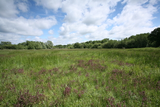 Thelnetham Fen Suffolk Wildlife Trust