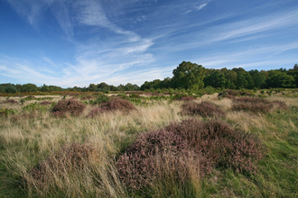 Knettishall Heath uffolk Wildlife Trust