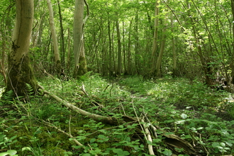 Bonny Wood Suffolk Wildlife Trust