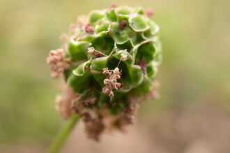 Salad Burnet