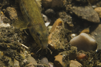 Stone Loach