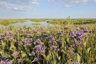 Common Sea-lavender