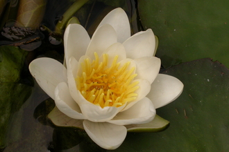 White Water-lily