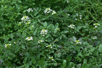 Water-cress