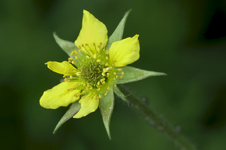 Wood Avens