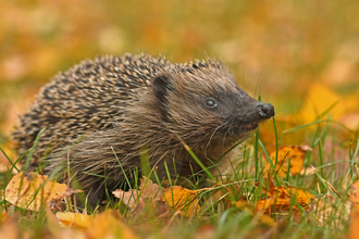 Hedgehog Suffolk Wildlife Trust