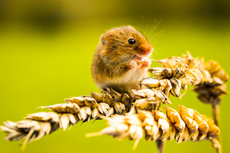 Harvest mouse Suffolk Wildlife Trust