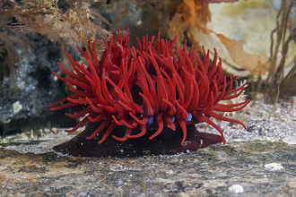 Beadlet Anemone