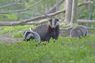 Badger Suffolk Wildlife Trust