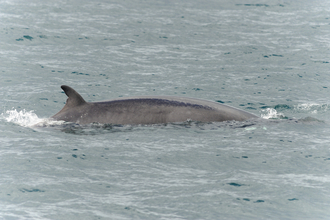 Minke whale