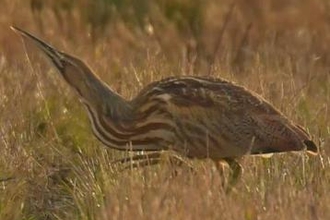 American Bittern Suffolk Wildlife Trust