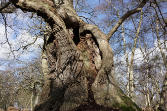 Suffolk Wildlife Trust