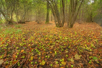 Suffolk Wildlife Trust