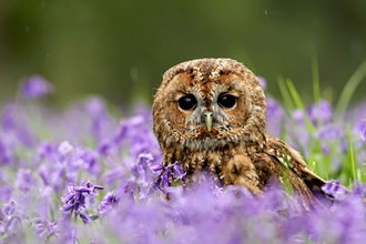 Suffolk Wildlife Trust