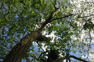 Suffolk Wildlife Trust