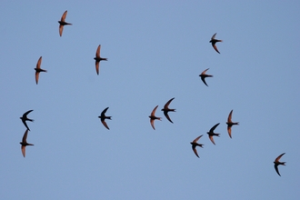 Swifts by Bill Baston