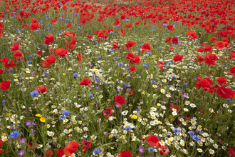 Suffolk Wildlife Trust