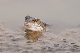 Suffolk Wildlife Trust
