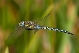 Suffolk Wildlife Trust