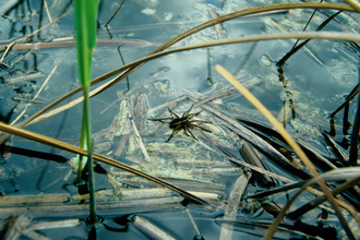 Suffolk Wildlife Trust