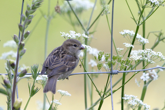 Suffolk Wildlife Trust