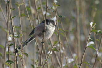Suffolk Wildlife Trust